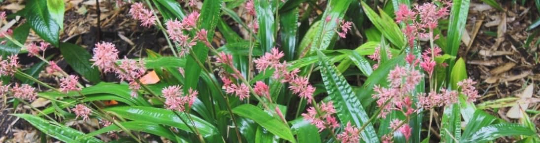 Carex scaposa Live Plant β Chinese Pink Fairy Sedge β Evergreen Ornamental Grass β Pink Plume Flowers β Shade Loving β 3.5β Pot β Zones 7aβ9b