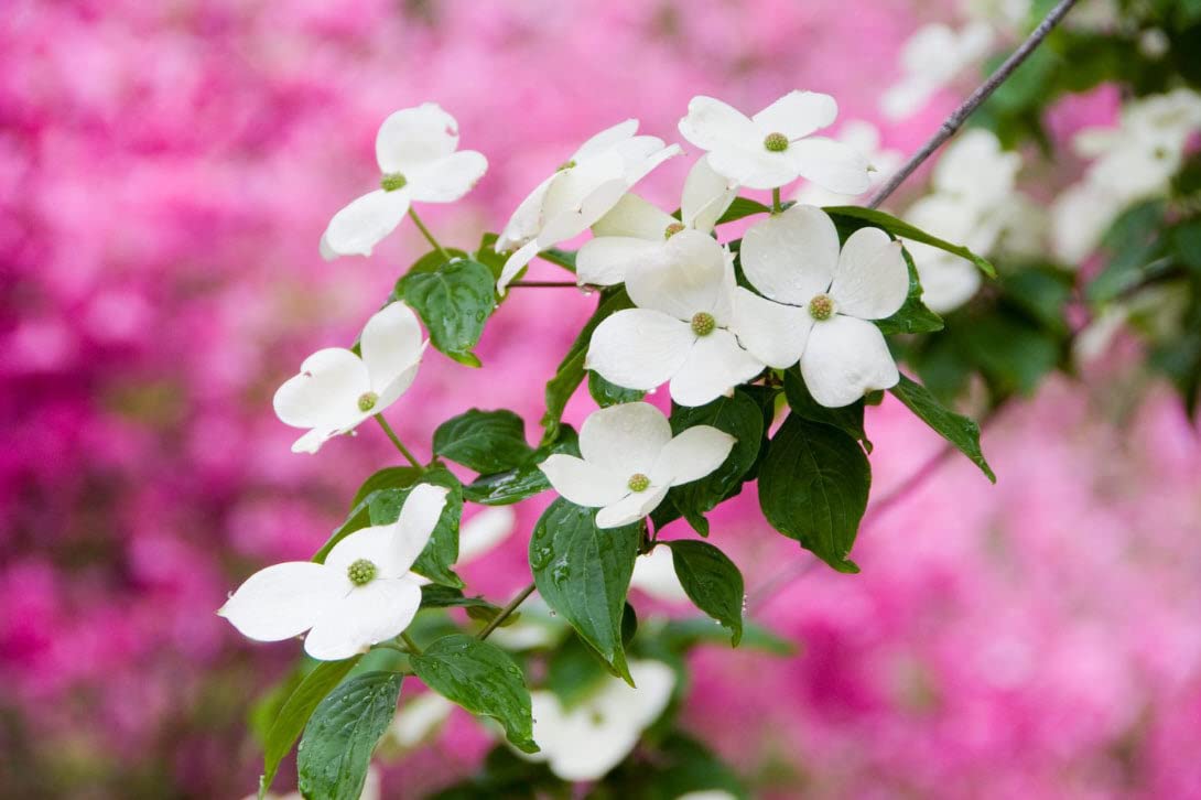 White Dogwood Tree Live Plant 3-4 Ft Tall β Cornus Florida β Huge 4 Inch White Blooms β Outdoor Ornamental Flowering Tree for Yard, Landscaping & Garden β Hardy Deciduous Dogwood