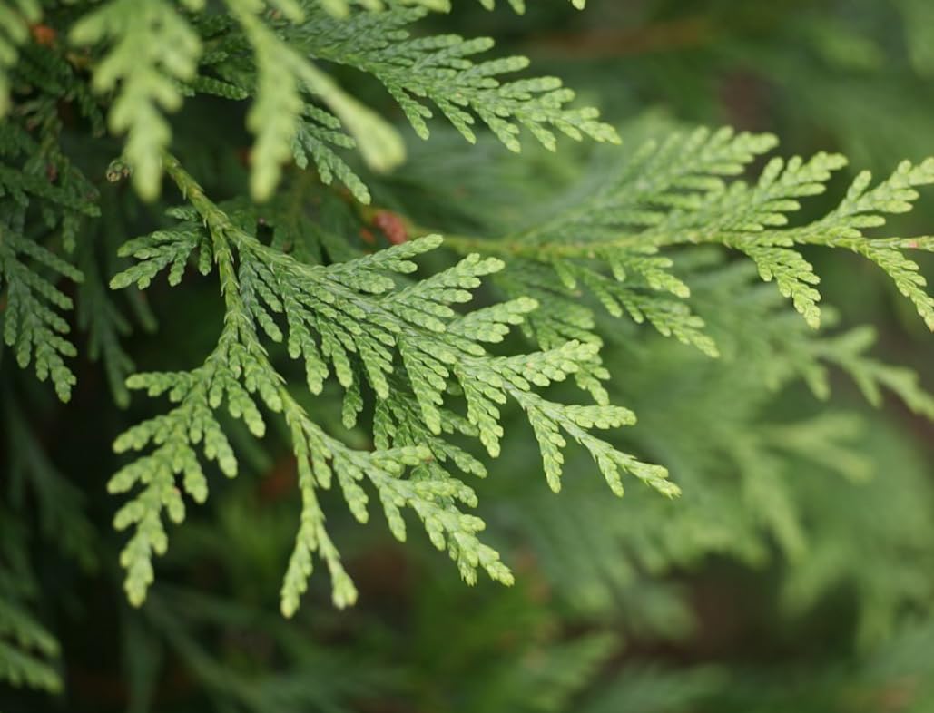 20 Emerald Green Arborvitae Trees/Shrubs - 6-12" Tall Live Plants - Evergreen Hedges/Bushes - Thuja occidentalis 'Smaragd' - (20 Pack)