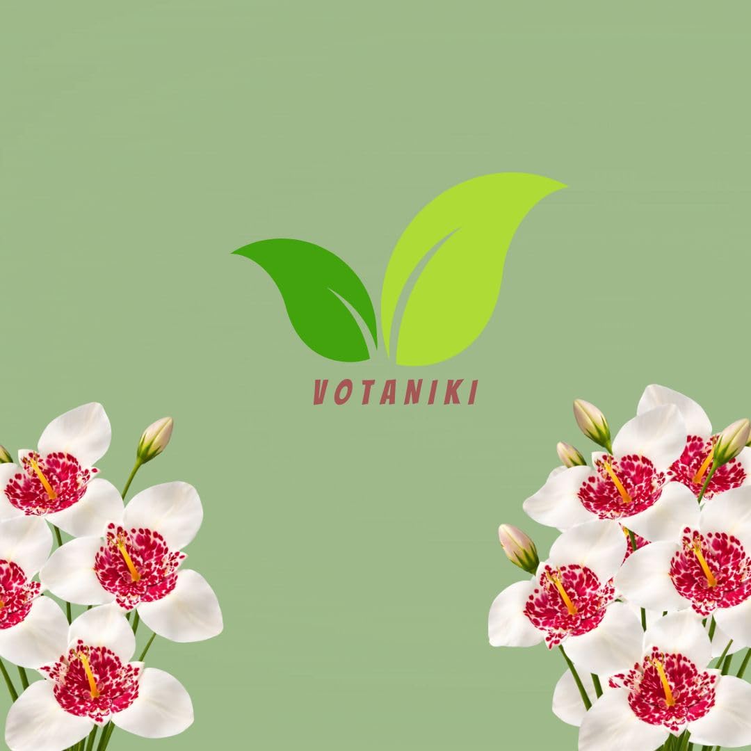 Votaniki Tigridia Pavonia 'Alba' Grandiflora - Perennial Tigridia Flowering (Tiger Flower) Bulbs | Summer Flowers, Tigridia Bulbs - Easy to Grow (3 Pack)