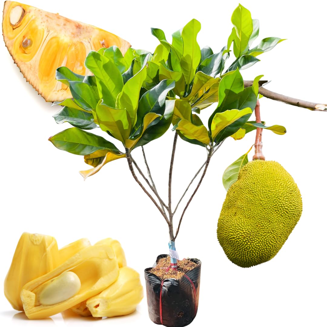 2 Jackfruit Trees Live Plants, Well-Rooted 1 Year Old Seedling Tropical Jackfruit Fruit in 4 Inch Pot, Yellow Sweet