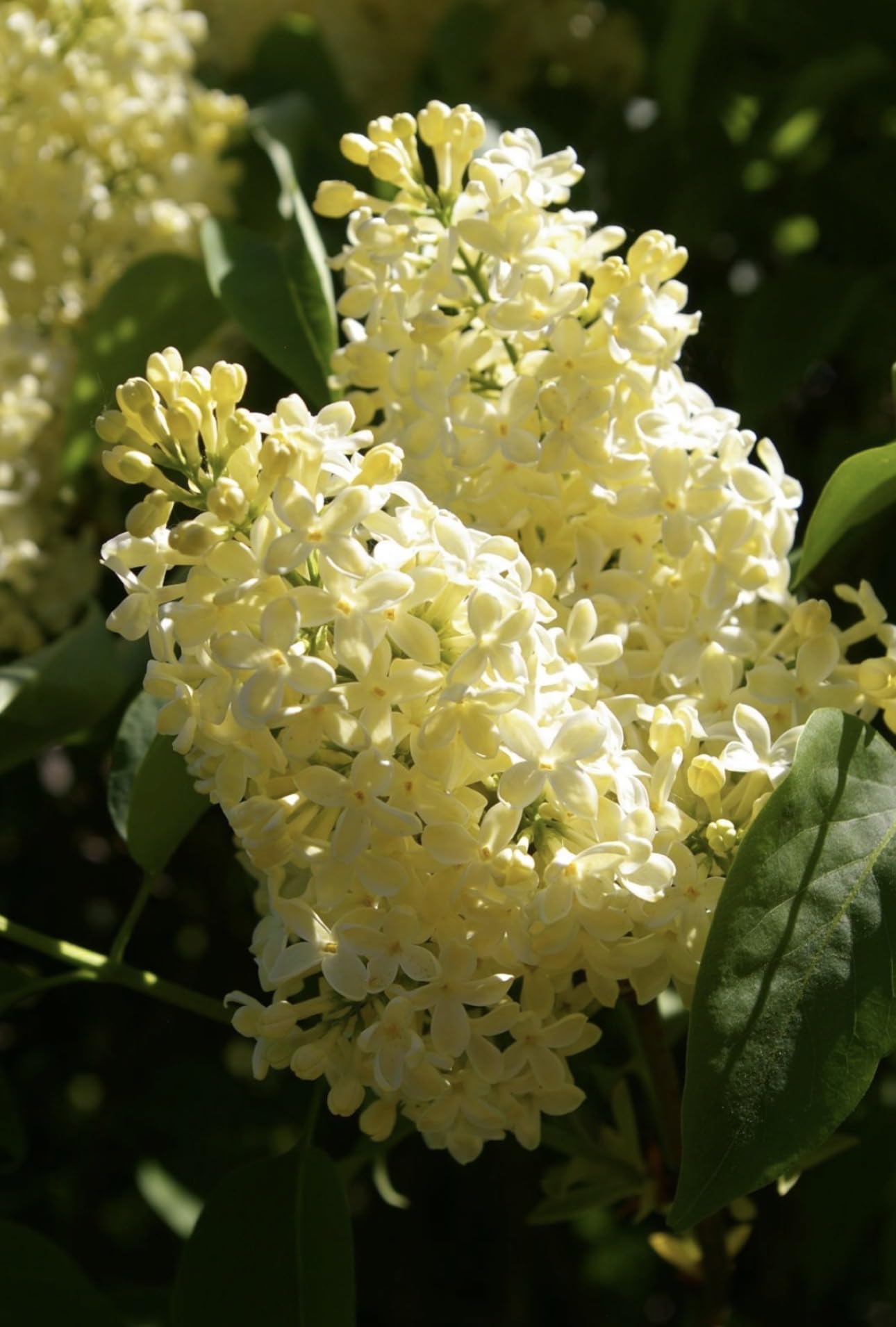 Primrose Yellow French Lilac (Syringa) Live Plant β Rare Yellow Lilac Shrub β Fragrant Spring Flowers β Cold Hardy Ornamental Bush β Starter Plant
