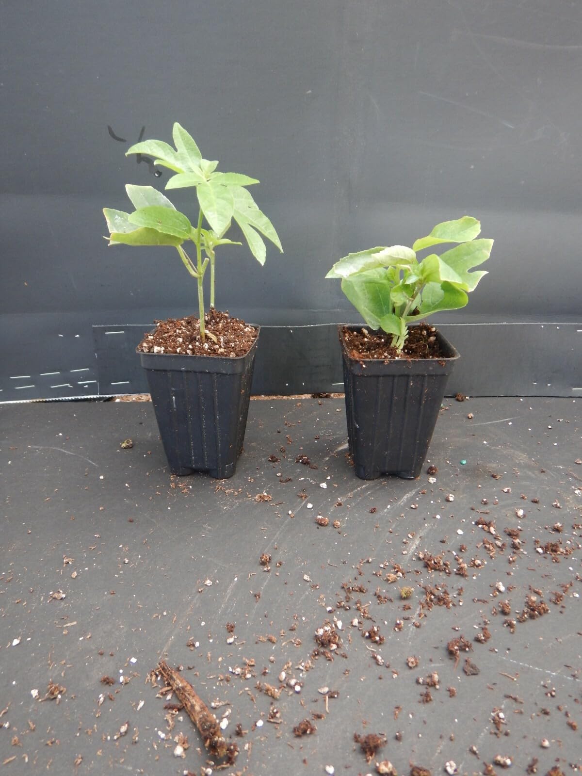 Live Plant - Lady Margaret Red Burgundy Passion Flower Vine Fragrant Live Plant Passiflora