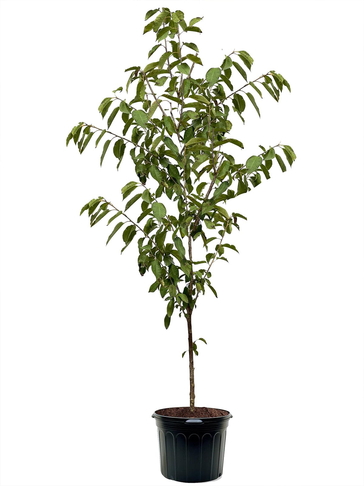 American Plant Exchange Cherry Tree 'Black Pearl' – Live Fruit-Bearing Plant, 3-4 ft Tall, 7-Gallon Pot, Cold-Hardy, Sweet & Juicy Dark Cherries for Home Orchards, Backyard Gardens & Edible Landscapes
