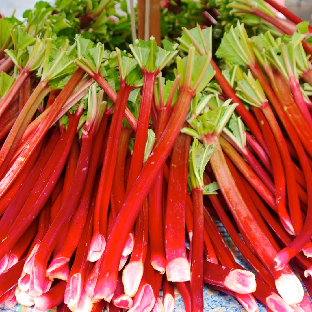 5 L Size Rhubarb Plants for Planting, Fast-Growing Rhubarb Crowns Root Division Plant, High Yield, Rich Flavor, Red Stalks