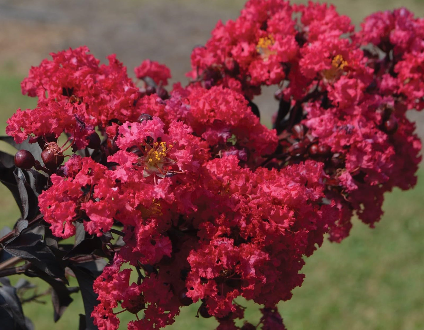 Live Plant - Raspberry Gelato IndulgenceĀ® Crape Myrtle - Live Plant - (2.5 Qt)