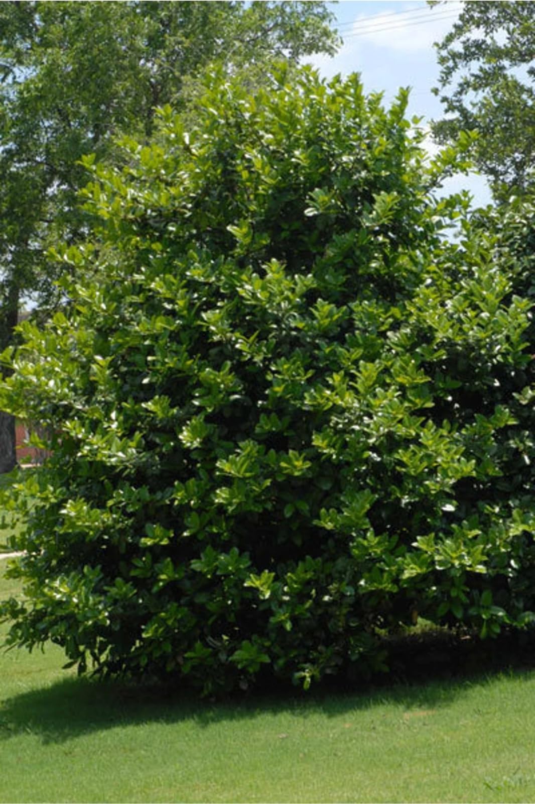 Live Plant - Needlepoint Holly Shrub/Bush/Hedge โ 12" Tall Seedling โ Live Plant - 3" Pot