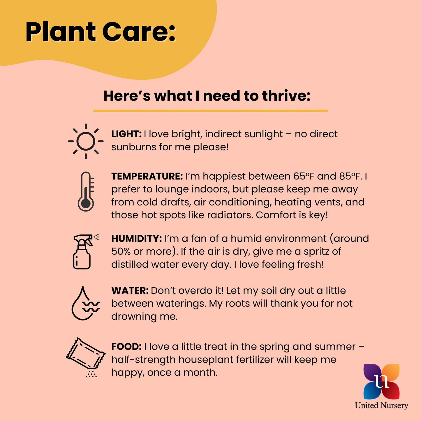 United Nursery Monstera Deliciosa Bundle 2-Pack Large 30-36 inches Tall Live Indoor Swiss Cheese Plants 10 inche Plants Pots, Air Purifying Tropical Floor Plants for Home and Office Decor
