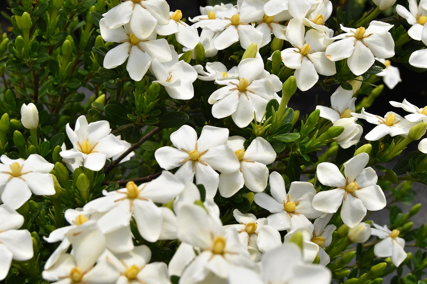 Snow Girl Gardenia β Fragrant Dwarf Evergreen Shrub with White Blooms β Compact Gardenia jasminoides βWAH-LMβ PP30,239 β Ideal for Containers, Borders & Small Gardens β Live (2 Gallon Plant)