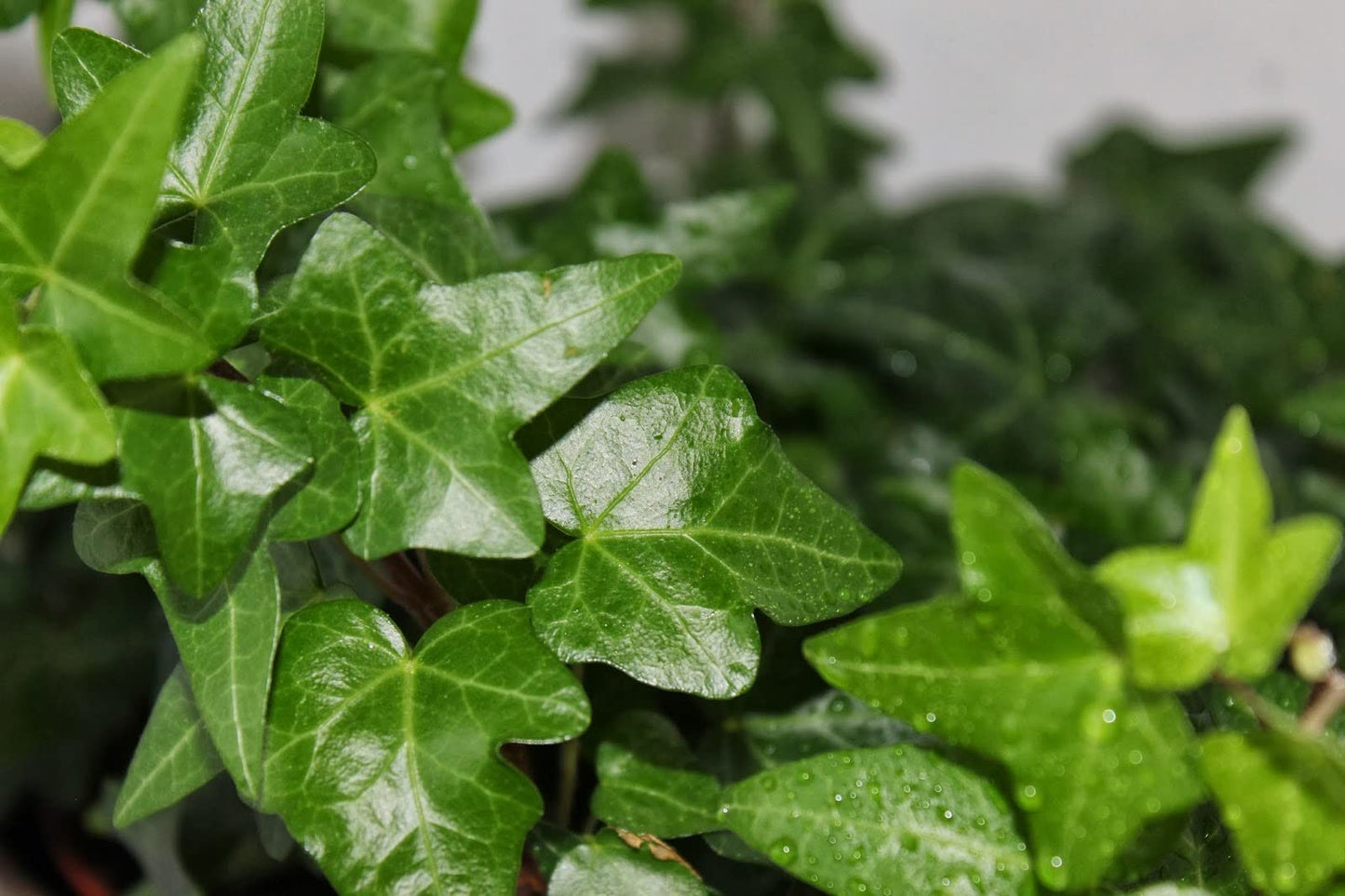English Ivy Globe - Live Plant in a 6 Inch Growers Pot - Hedera Helix - Florist Quality Indoor Air Purifying Topiary Houseplant Vine