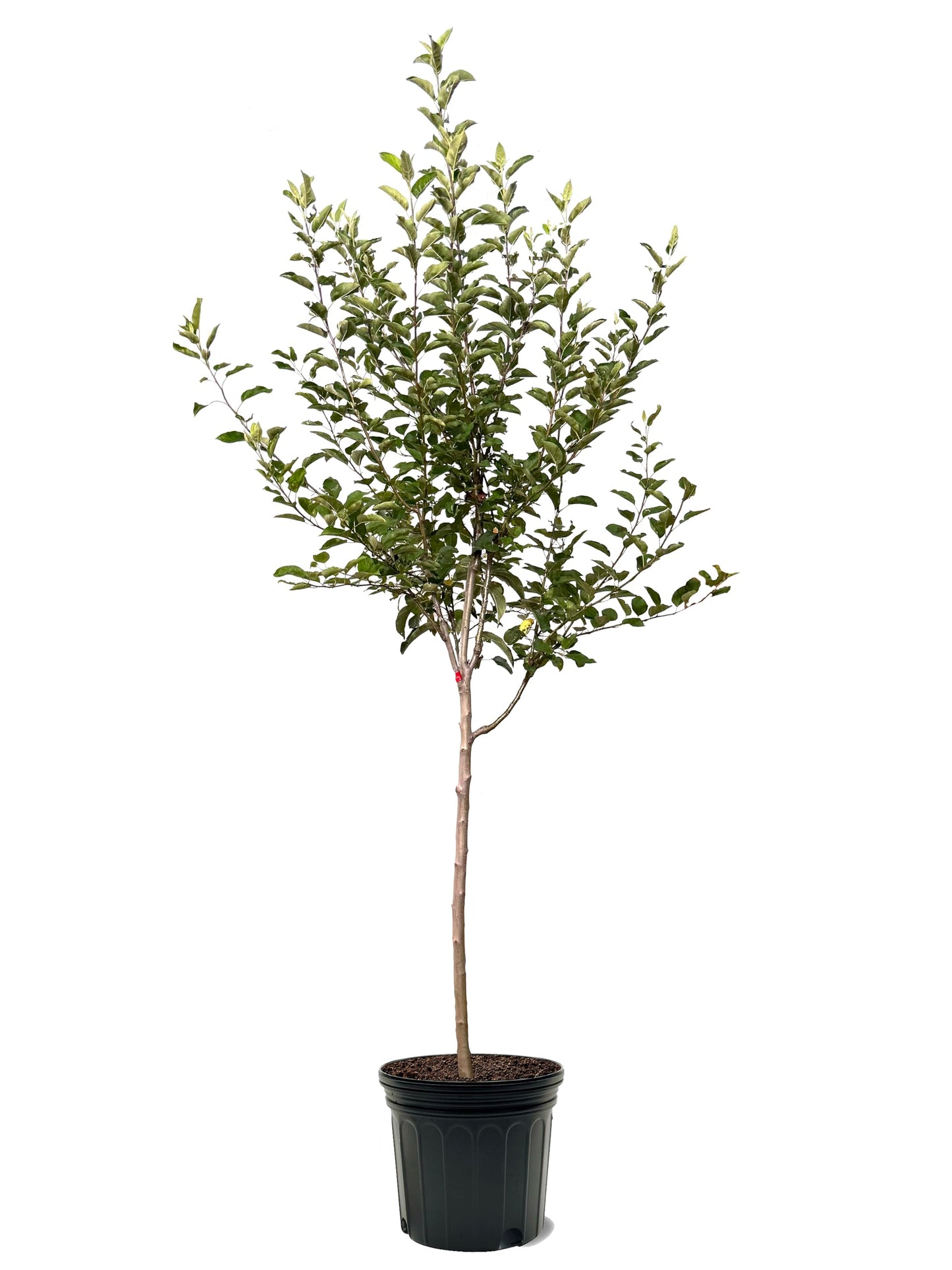 American Plant Exchange Apple Tree 'Wolf River' – Live Fruit-Bearing Plant, 7-Gallon Pot, Cold Hardy, Sweet Edible Apples for Outdoor Orchards and Landscapes