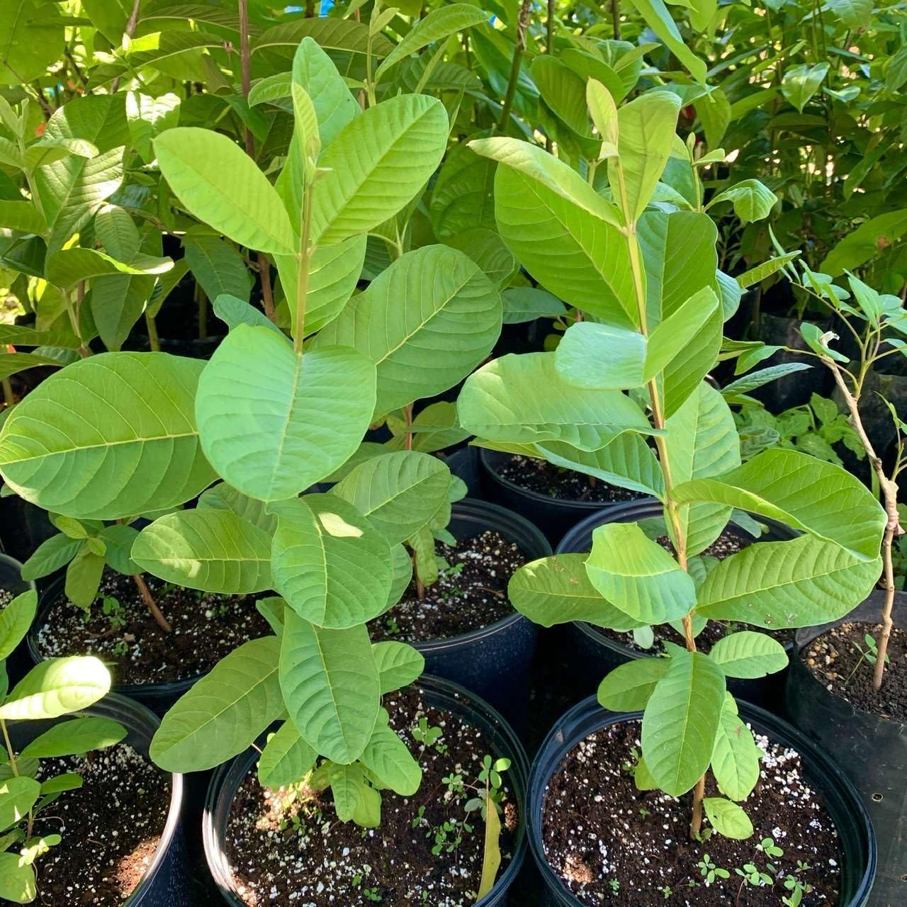 Live Plant - Guava Pear (Psidium Guajava L.) Tropical Live Big Fruit Tree 12โ-24โ Tall
