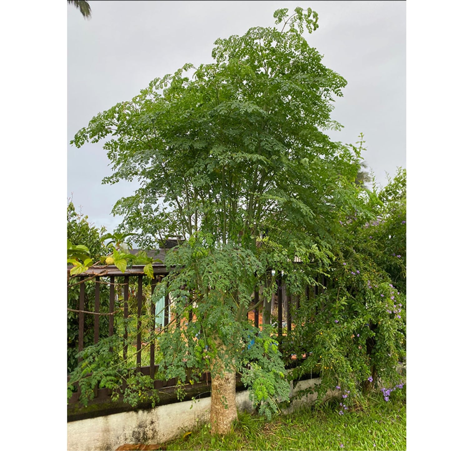 Moringa Tree Live Plant, Malunggay 6 to 8 Inc Tall Moringa Plants Live, Drumstick Horseradish Tree, Herb Moringa Plants to Plant Outdoor