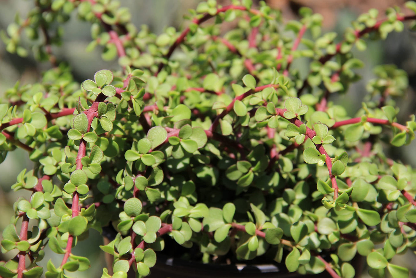 Trailing Elephant Bush Succulents, Hanging Plants Live Succulents Plants Live Houseplants, Hanging Planter Basket, Mini Succulents Live Plants Indoor Plants in Plant Basket by Plants for Pets