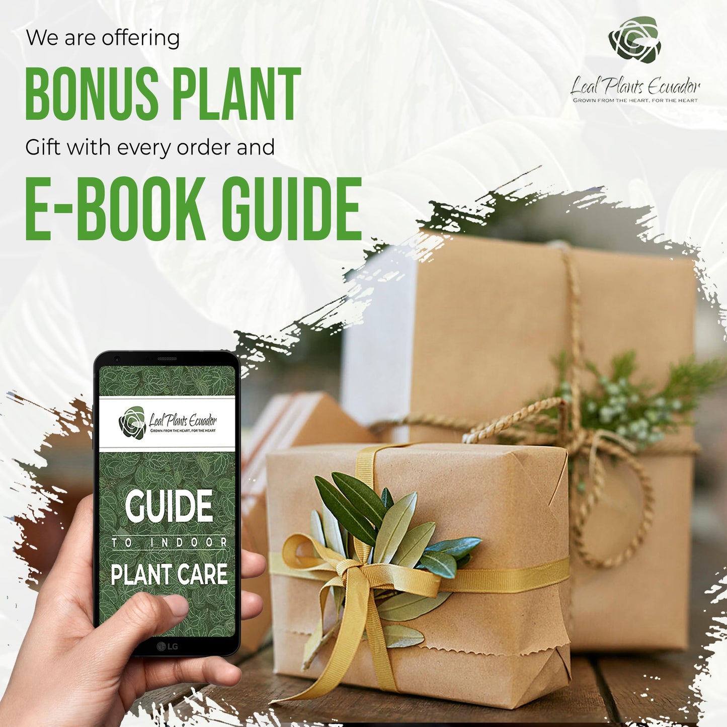 LEAL PLANTS ECUADOR Epipremnum Aureum (Pack of 2)|Golden Pothos Epipremnum Climbing Plant|Jade Epipremnum Aureum Live Houseplant| Pothos Live Plant