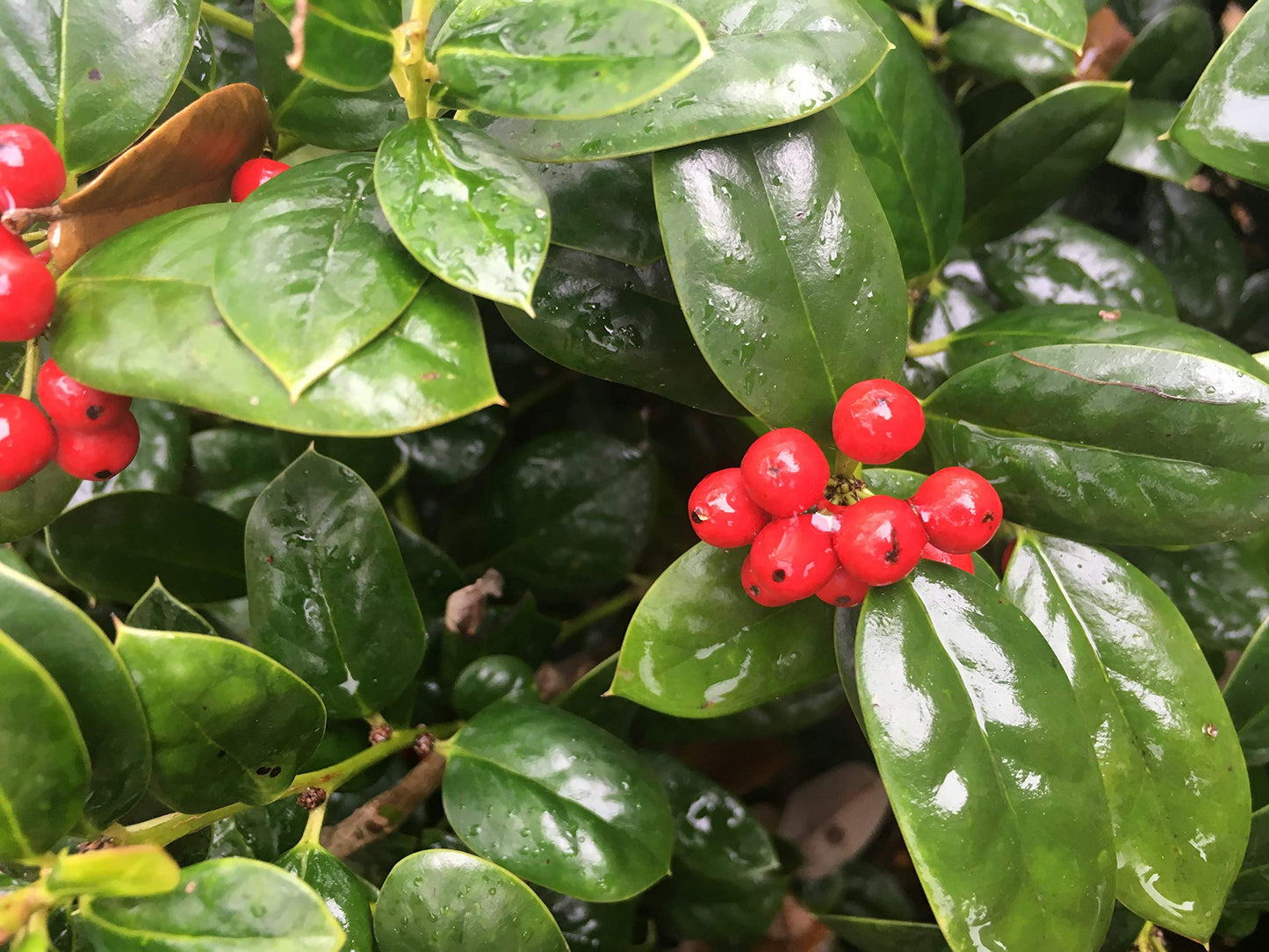 Dwarf Burford Holly β Compact Evergreen Shrub with Glossy Green Leaves and Red Winter Berries β Low Maintenance Landscape Plant for Borders, Hedges & Gardens β Live Plant (1 Gallon Plant)