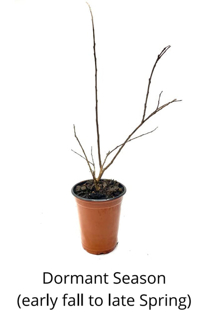 Crape Myrtle Guy 4 Pack - Semi Dwarf Hopi Crape Myrtle Trees - Pink Flowering - Grown in Quart Containers