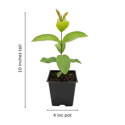 Red Guava Tree Live Plant, Edible Sweet Guava Fruit, 8 to 10 Inches Tall, Ideal for Backyard, Patio and Landscape