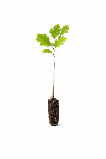White Oak Tree (Quercus alba) – Live Bare Root Plant, Native Hardwood, Ready to Plant (2-4 inch Seedling)