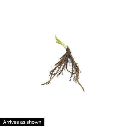 Direct Gardening Stella De Oro Reblooming Daylily Dormant Bare Root Yellow Flowering Starter Plant
