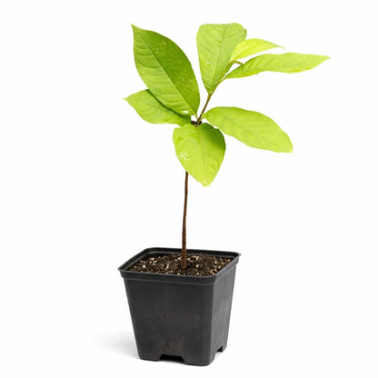 2 Paw Paw Trees Plants, Live Pawpaw Tree Plant - Banana Fruit - Asimina Triloba - Pawpaw Plants- 3.25" Pot