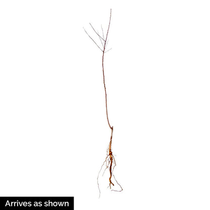 Honey Pearls™ Nectacot Dormant Starter Bare Root Standard Fruit Tree, Can't Ship to State of CA, CO, ID, MT, OR, or WA, 1-Pack