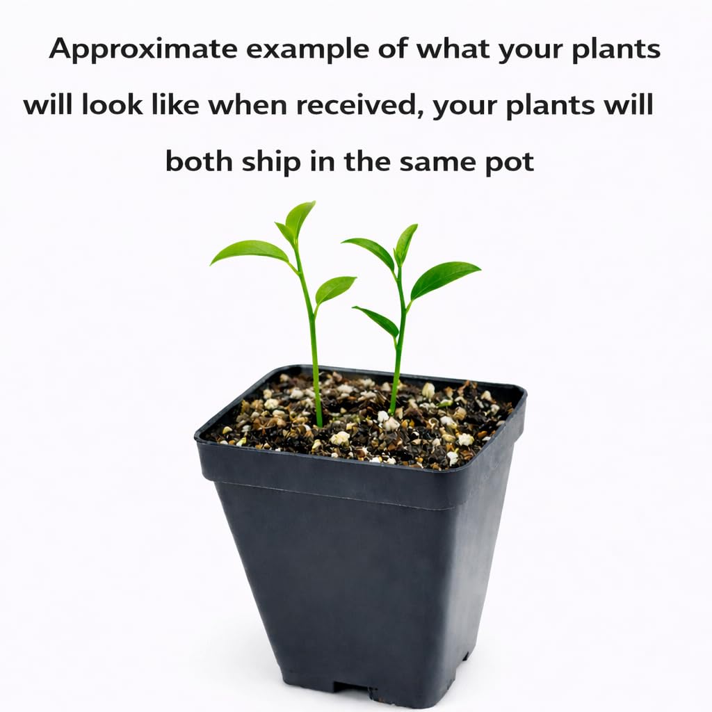 2 Yuzu Trees - 2-5" Tall Live Plants - Cold Hardy Citrus Fruit Seedling - Indoor/Outdoor Planting - (2 Pack)