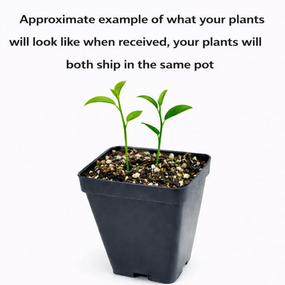 2 Yuzu Trees - 2-5" Tall Live Plants - Cold Hardy Citrus Fruit Seedling - Indoor/Outdoor Planting - (2 Pack)