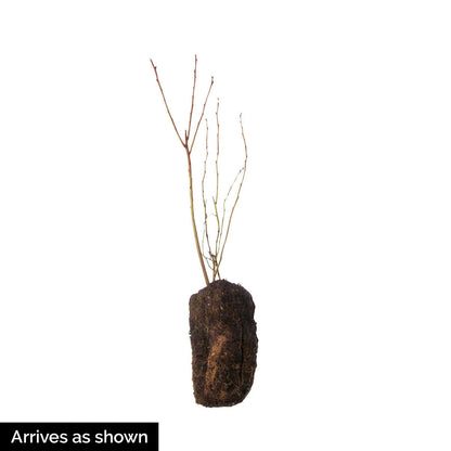 Direct Gardening Ouachita BlackBerry Bush Dormant Bare Root Fruit Bearing Starter Plant - Can't Ship to FL, MA, or SC