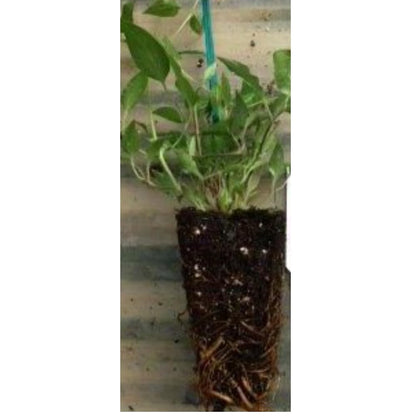 Chocolate Vine Perennial - Edible - Akebia quinata - 2.5" Pot