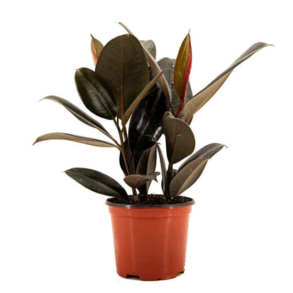 American Plant Exchange Burgundy Rubber Tree – 6-Inch with Pot – Live Easy Care Ficus Elastica Houseplant, Air Purifying Indoor Tree for Home, Office, Patio, or Housewarming Gift