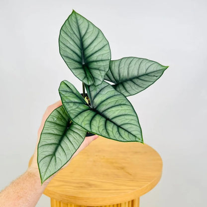 Alocasia Live Plant, Tropical Plant for Gift or Home Office Decor, Air Purifying, Rare Alocasia Plant Indoor from 2 to 4 Inches Tall (Silver)