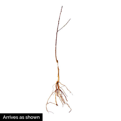 GURNEY'S - Red Haven Peach Dormant Bare Root Starter Fruit Tree - Due to restrictions Can't Ship to CA, CO, ID, MT, OR, or WA