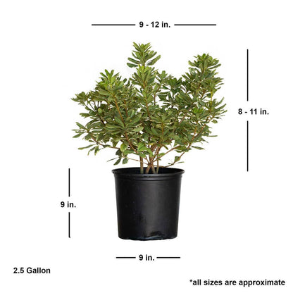 Variegated Pittosporum 'Japanese Mock Orange' (2.5 Gallon) Evergreen Shrub with Green and Cream-White Foliage - Part Sun Live Outdoor Plant