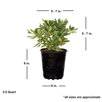 Variegated Pittosporum 'Japanese Mock Orange' (2.5 Quart) Evergreen Shrub with Green and Cream-White Foliage - Part Sun Live Outdoor Plant