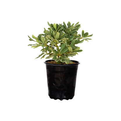 Variegated Pittosporum 'Japanese Mock Orange' (2.5 Quart) Evergreen Shrub with Green and Cream-White Foliage - Part Sun Live Outdoor Plant