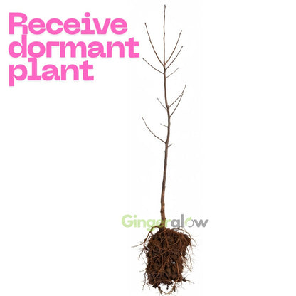 5 Live Chinese Elm Trees 1-2 Feet Tall | Fast-Growing Elm Tree for Boundary Rows & Garden Landscaping | Easy-to-Grow Outdoor | Dormant Tree