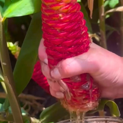 12 Zingiber Zerumbet Awapuhi Shampoo Ginger Roots, Red Pinecone Ginger Rhizomes for Outdoor Planting