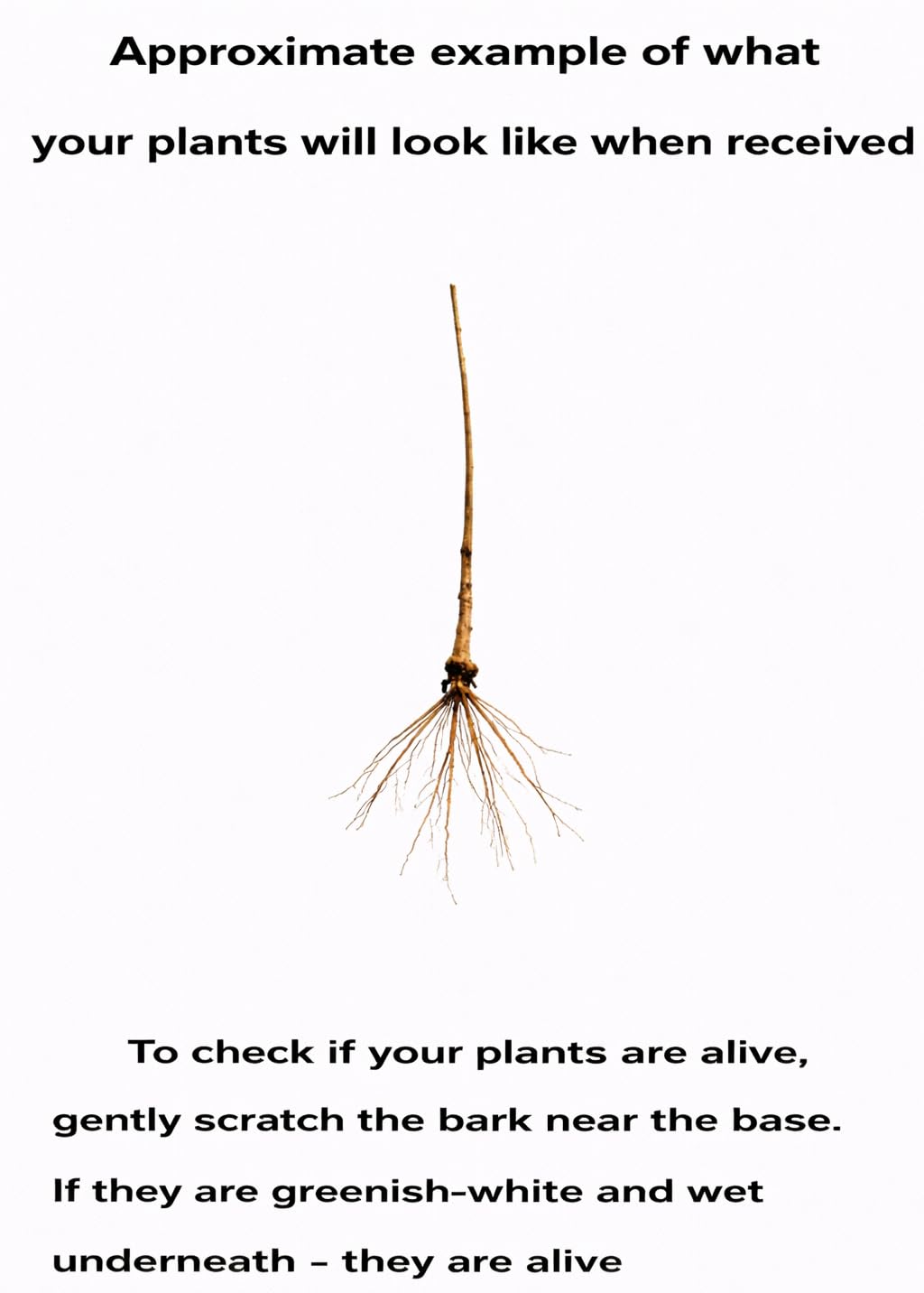 2 Black Elderberry Trees - 6-12" Tall Live Plants - Antioxidant-Rich Berry Fruit Shrubs - Sambucus Canadensis - (2 Pack)