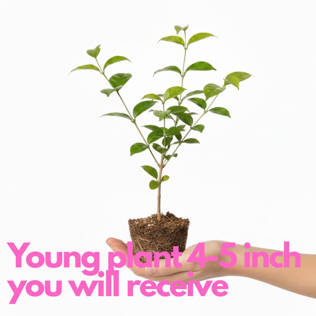 Grand Duke Jasmine Plant Live, Jasminum Sambac, 5–8 Inch Tall, Fragrant Arabian Jasmine, Well-Rooted Starter Plant, Indoor Outdoor Flowering Plant, Easy Care
