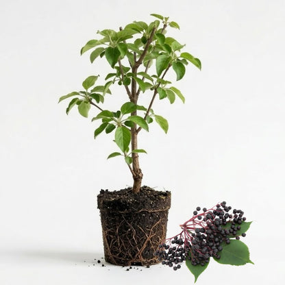 2 Elderberry Live Plants | 8-12 Inches Bare Root Rooted Cuttings | Black Sambucus Deciduous Fruit Shrub | Well-Rooted for Outdoor Garden and Landscape