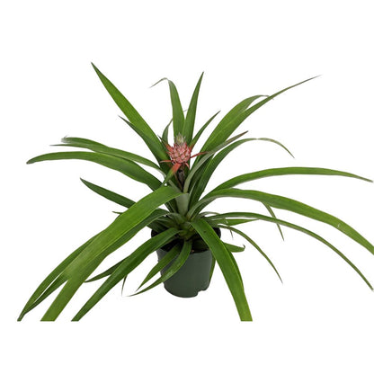 Fruiting Pineapple Plant - Ananas comosus - Great Indoors/Out - 5" Pot