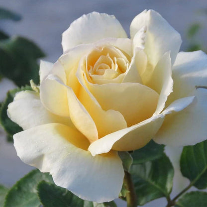 Heirloom Roses Rose Plant - Sand Castle Yellow Rose Bush, Hybrid Tea Live Plant for Planting Outdoors