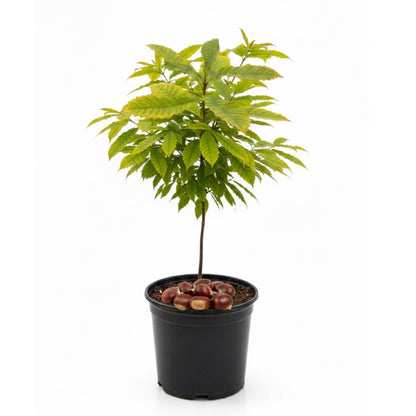 Chinese Chestnut Tree for Planting – 1–2 Ft Tall Live Fruit Tree in Quart Pot | Edible Chestnut Producer | Hardy, Fast-Growing Nut Tree for Yards | Dormant Plant