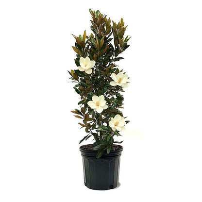 Little Gem Southern Magnolia Tree, 7 Gallon Live Nursery Pot, White Fragrant Flowers| Arbor Day Foundation (Due to Agricultural Laws, Unavailable to CA, AZ)