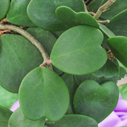Green Hoya Kerrii Plant Live in 4-Inch Pot | Heart-Shaped Leaf Succulent | Unique Indoor Houseplant Gift for Home or Office Décor