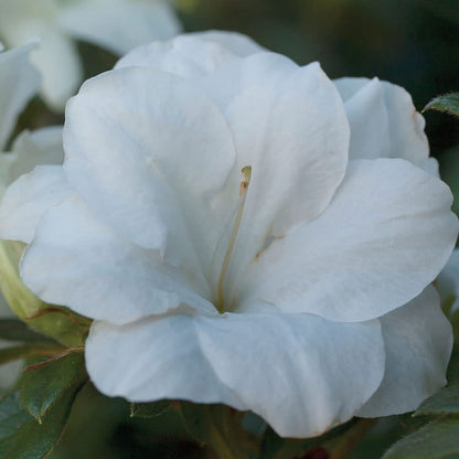 Encore Azalea Autumn Moonlight (3 Gallon) White Flowering Shrub - Full Sun Live Perennial - Evergreen Ivory White Shrub