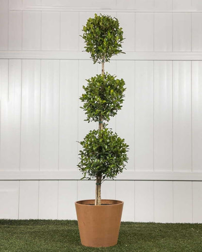 RedCrocus - RedCrocus Dwarf Brush Cherry Eugenia myrtifolia 'Globulus' - Compact Evergreen Shrub for Containers & Gardens, Pet-Friendly, Pollinator Attractant 14" Pot