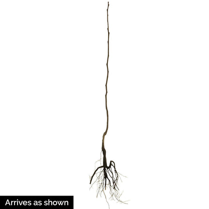GURNEY'S - Fuyu Imoto Persimmon Diosypros Dormant Bare Root Starter Fruit Tree - Due to resctrictions Can't Ship to California