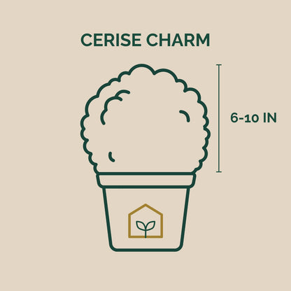 Cerise Charm™ Loropetalum